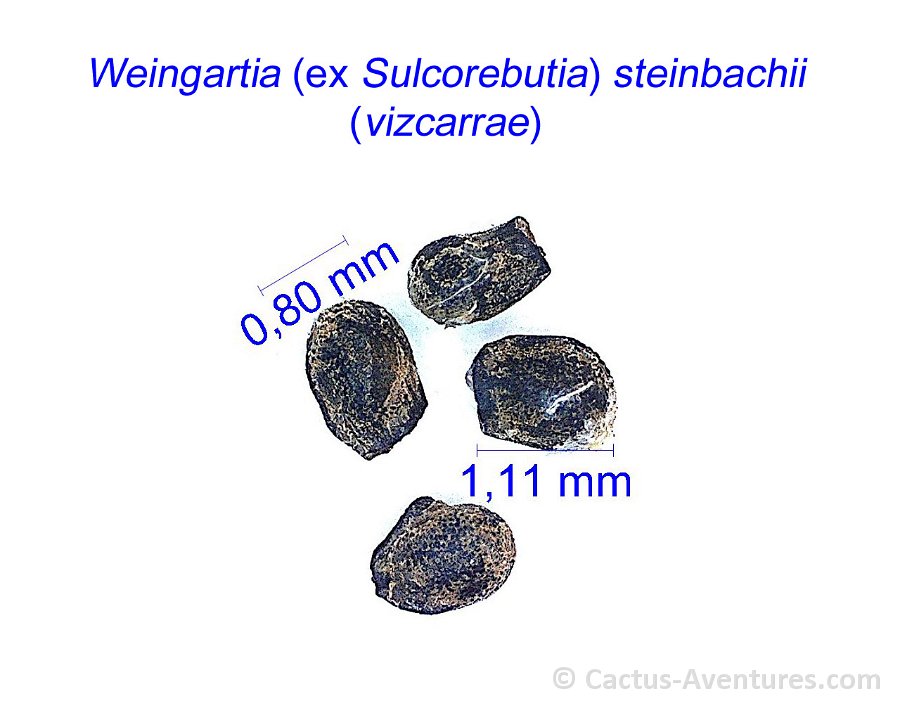 Weingartia steinbachii (vizcarrae) SB